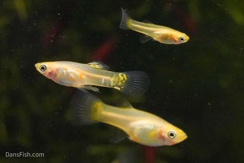 Ginga Rubra Guppy, Pair (1M1F)