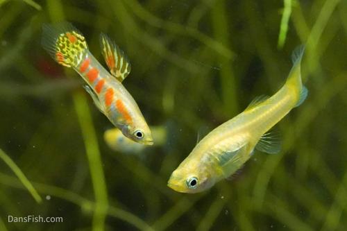 Ginga Rubra Guppy, Pair (1M1F)