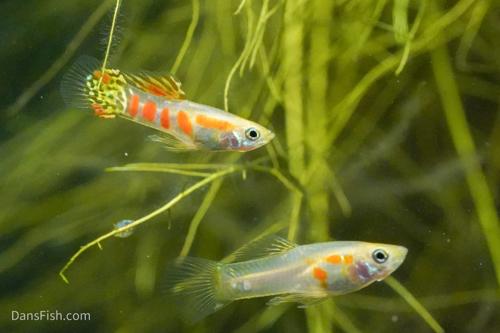 Ginga Rubra Guppy, Pair (1M1F)