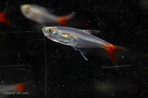 Glass Bloodfin Tetra