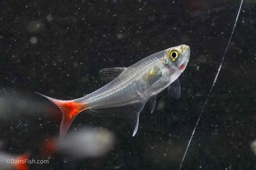 Glass Bloodfin Tetra