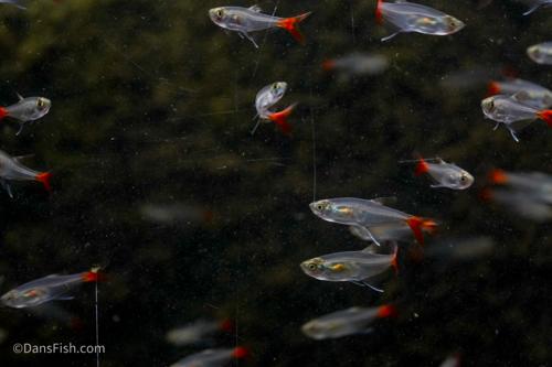 Glass Bloodfin Tetra