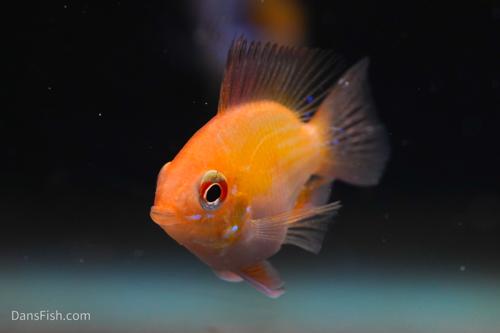 Gold Balloon Ram