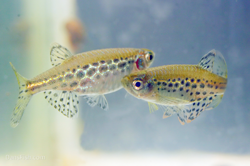 Gold Ring Danio