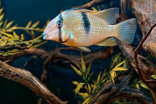 Guianacara owroewefi