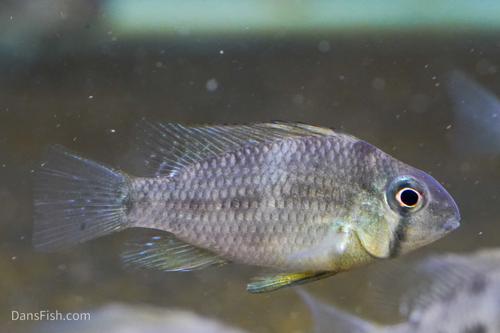 Guianacara owroewefi