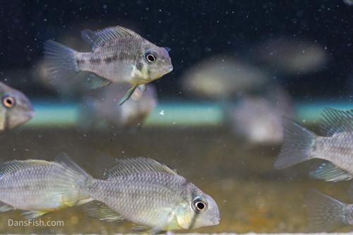 Guianacara owroewefi
