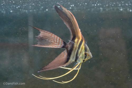 Cichlids