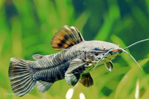 Hoplo Catfish