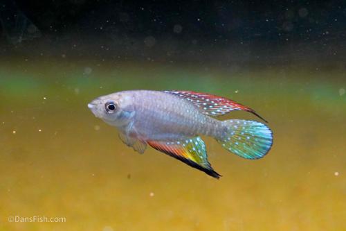 Hypsolebias faouri Prazeres BR 2014/1, Pair (1M1F)