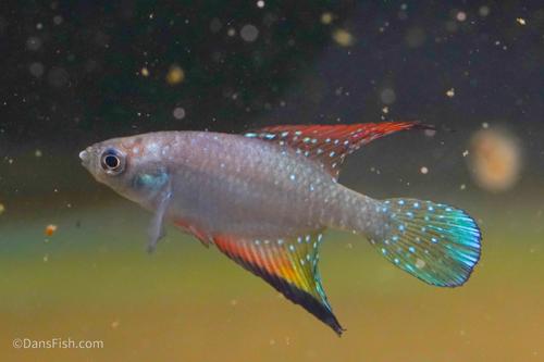 Hypsolebias faouri Prazeres BR 2014/1, Pair (1M1F)