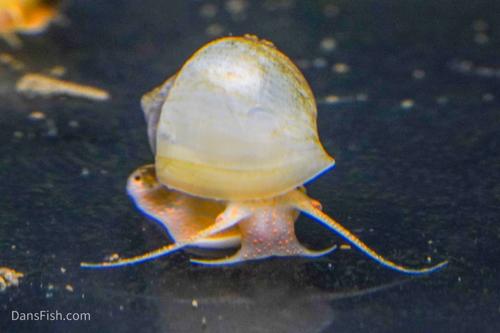 Ivory Mystery Snail, (3 pack)