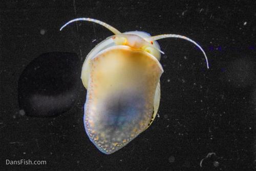 Ivory Mystery Snail, (3 pack)