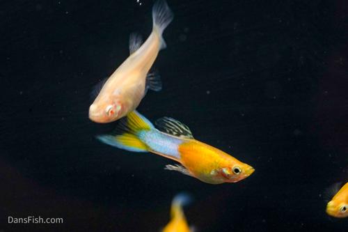 Japan Blue Gold Double Swordtail Guppy, Pair (1M1F)