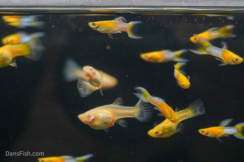 Japan Blue Gold Double Swordtail Guppy, Pair (1M1F)