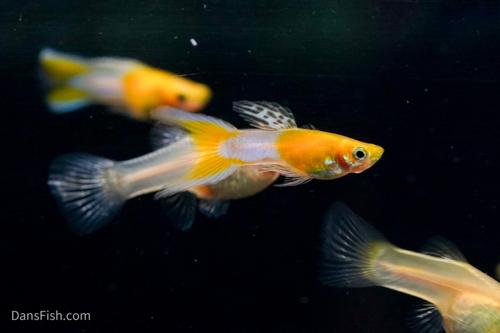 Japan Blue Gold Double Swordtail Guppy, Pair (1M1F)