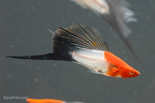 Koi Wag High Fin Swordtail, Breeding Group (1M3F)