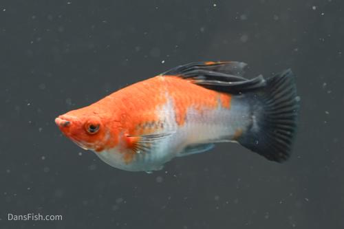 Koi Wag High Fin Swordtail, Breeding Group (1M3F)