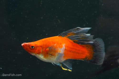 Koi Wag High Fin Swordtail, Breeding Group (1M3F)