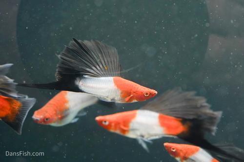 Koi Wag High Fin Swordtail, Breeding Group (1M3F)
