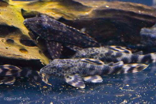 L205 Andes Tiger Pleco (Peckoltia sp.) - Dan's Fish