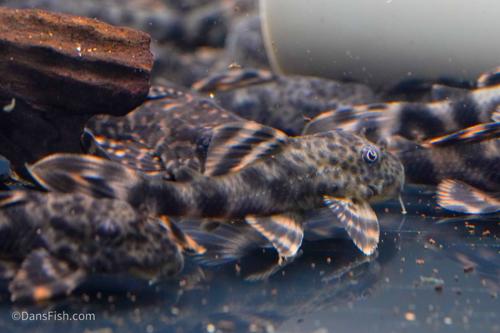 L205 Andes Tiger Pleco
