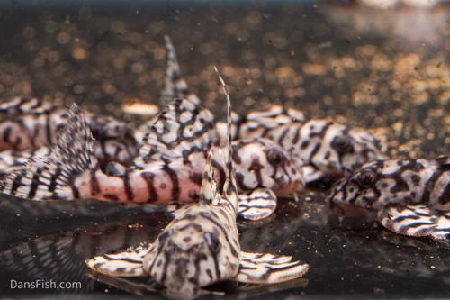 L236 Super White Pleco RB Line - The Holy Grail!