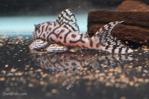 L236 Super White Pleco RB Line - The Holy Grail!