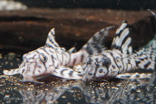 L236 Super White Pleco RB Line - The Holy Grail!