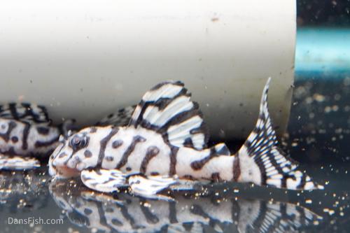 L236 Super White Pleco RB Line - The Holy Grail!