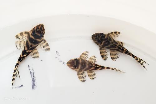 L333 Belo Monte Pleco