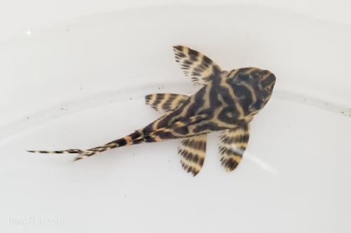 L333 Belo Monte Pleco