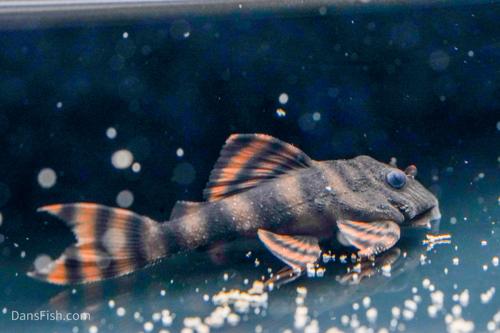 L397 Alenquer Tiger Pleco