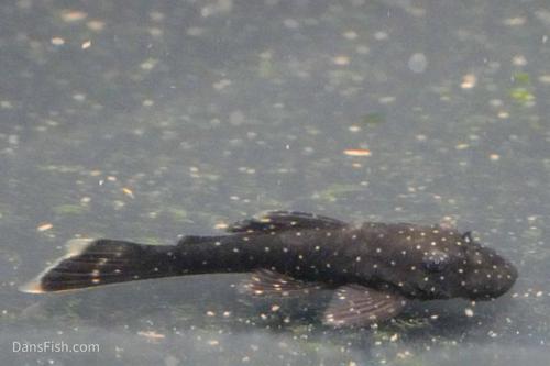 L486 Rio Caura Bushynose Pleco