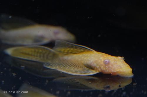Long Fin Albino Bushynose Pleco