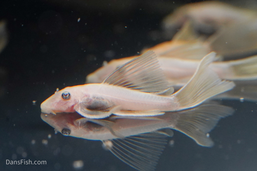 Long Fin Lemon Blue Eye Bushynose Pleco