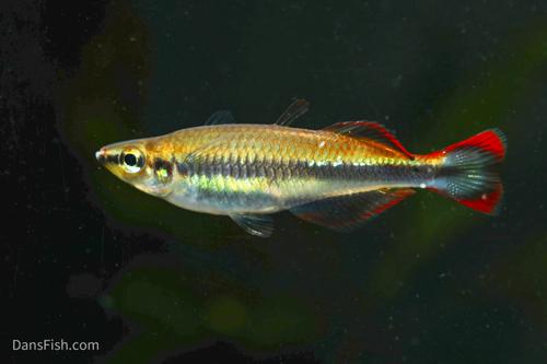 Madagascar Rainbow, Pair (1M1F)