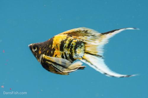 Marble Platinum Balloon Molly, Trio (1M2F)