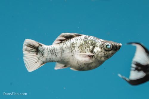 Marble Platinum Balloon Molly, Trio (1M2F)