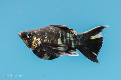 Marble Platinum Balloon Molly, Trio (1M2F)