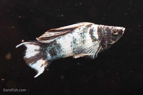 Marble Platinum Lyretail Sailfin Mollies, Pair (1M1F)