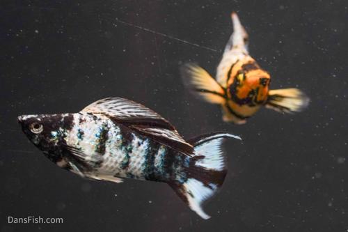 Marble Platinum Lyretail Sailfin Mollies, Pair (1M1F)