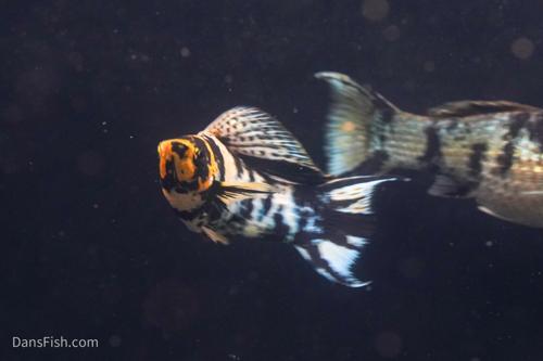 Marble Platinum Lyretail Sailfin Mollies, Pair (1M1F)