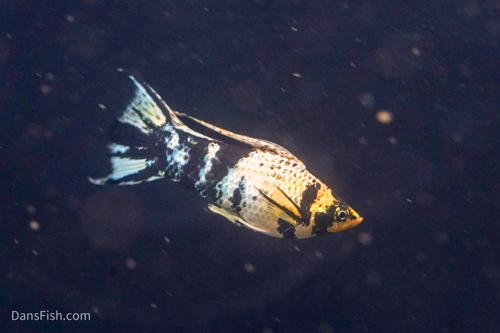 Marble Platinum Lyretail Sailfin Mollies, Pair (1M1F)