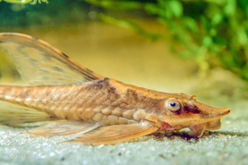 Marble Sturisoma Whiptail Catfish