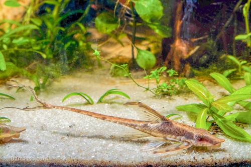 Marble Sturisoma Whiptail Catfish