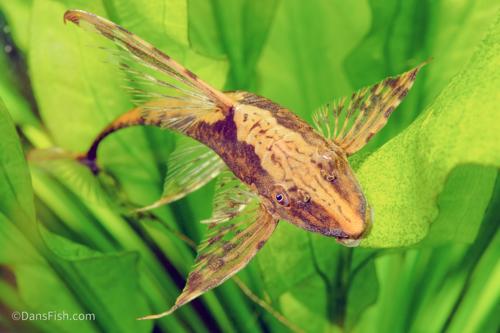 Marble Sturisoma Whiptail Catfish