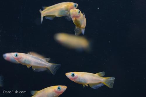 Marbled Orange Medaka Ricefish