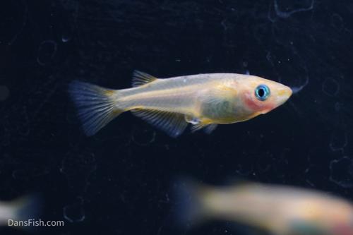 Marbled Orange Medaka Ricefish