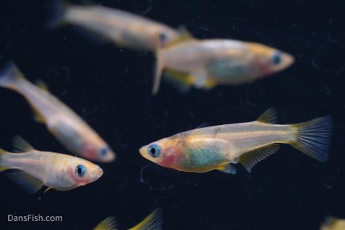 Marbled Orange Medaka Ricefish